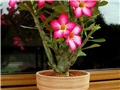 Adenium obesum - reznica